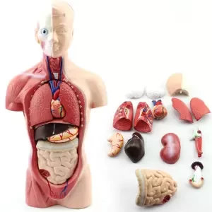 Beauty life 28CM UNISEX Human Torso Anatomy Model Viscera Heart Brain Skeleton l Teach